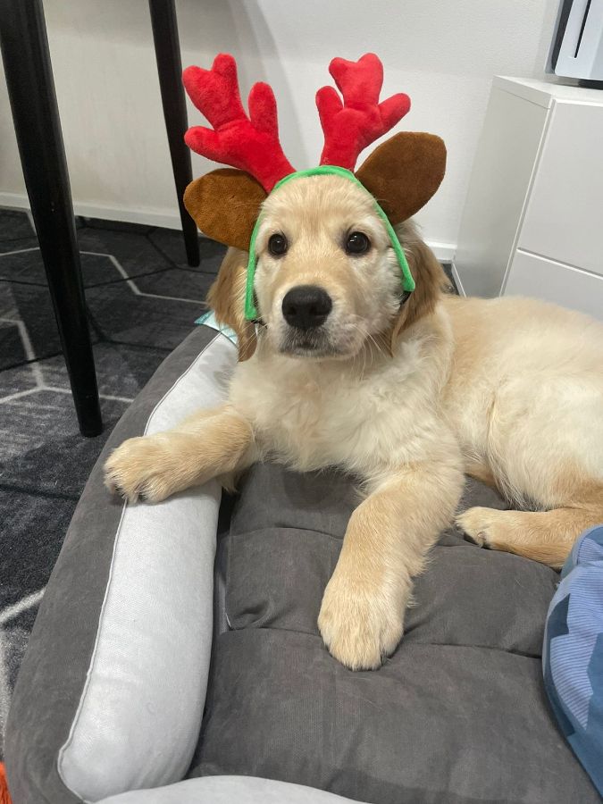 Малыш Рокки (РЗ Ямир) - маленький сынок Лоры. Это первый его Новый год.