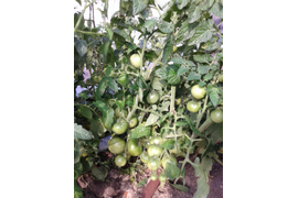 Аскет 28 июля