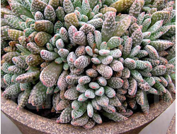 Crassula Ausensis ssp. Titanopsis - Крассула аусиензис вар. титанопсис, миниатюрная крассула