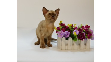 котята шоколадного окраса