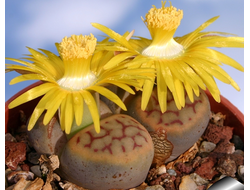 Lithops schwantesii (syn.gulielmi) C184 (MG-1721) - 10 семян