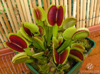 Dionaea muscipula Sawtooth