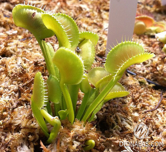 Dionaea muscipula Gb01