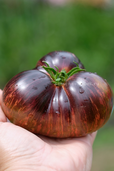 Томат Leprechaun Gosha (Лепрекон Гоша), 10 шт