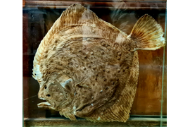 Ценная (очень!) порода рыб - черноморская камбала калкан