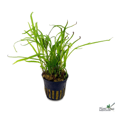 Папоротник Тридент (пластиковый горшок)