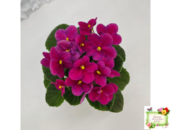 Mac’s Paisley Pattern (G.McDonald)