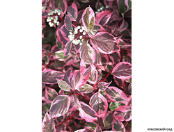 Дерен белый Сибирика фото листва красовский-сад.рф