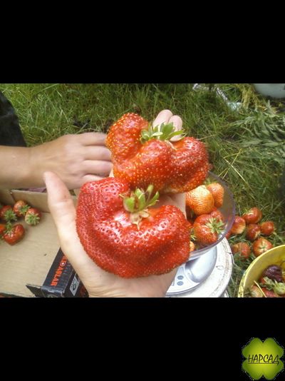 КЛУБНИКА "ЧАМОРА ТУРУСИ" (КРУПНЕЕ ГИГАНТЕЛЫ, ОЧЕНЬ ВКУСНАЯ, ПОЗДНЯЯ)