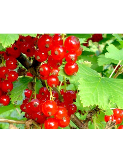 Смородина красная  Памятная