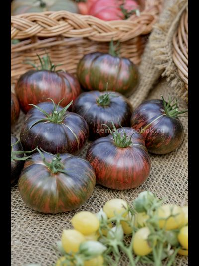 Томат Marsha's Starfighter Beefsteak (Бифштекс Марши), 10 шт