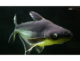 Пангасиус акулий сом (Pangasianodon hypophthalmus)