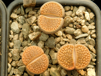 Lithops hookeri (vermiculate form) C051 (MG-1616.05)