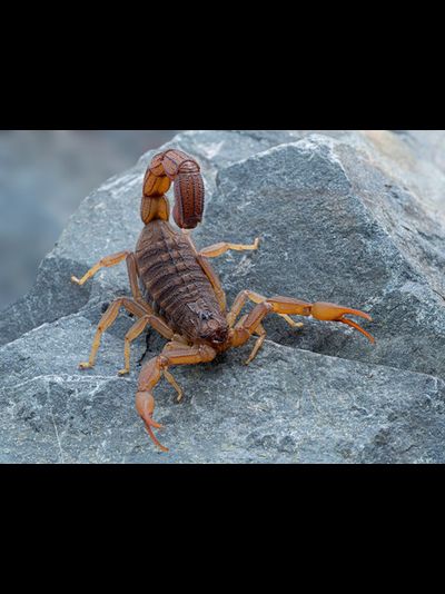 Скорпион Hottentotta Hottentotta