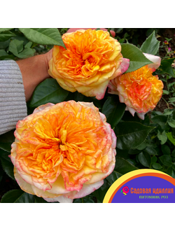 Анри Дельбар (Henri Delbard)