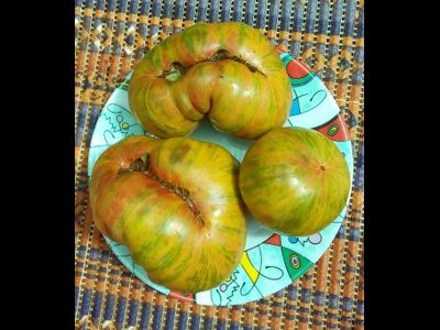 Томат Грин копия (Зеленая копия, Grin copia)