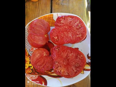 Томат Burgess Improved Colossal Red