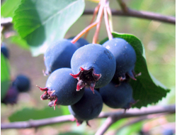 Ирга, саженцы