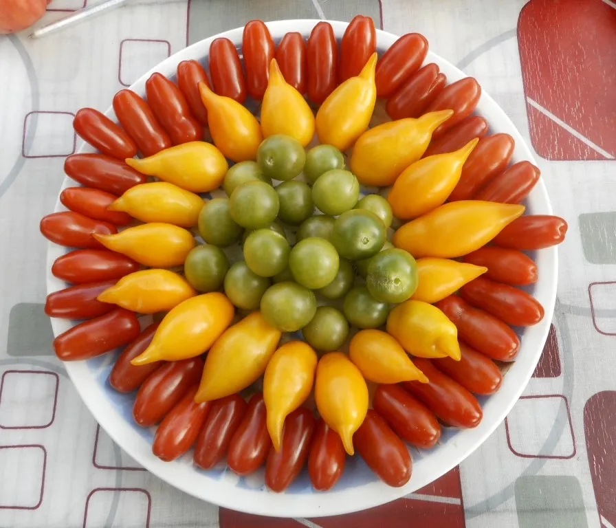 Черевички, Золотая канарейка, Самоцвет нефритовый