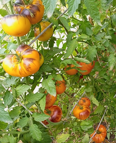 Томат Чупа-чупс (Chupa-Chups)