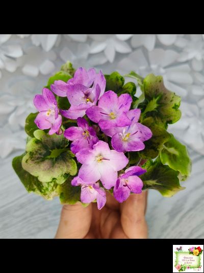 АВ-Почемучка (Фиалковод) 2020 г. (гёрл-листья с кроновой пестролистностью)