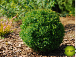 Туя западная "ТЕДДИ" (шаровидная)