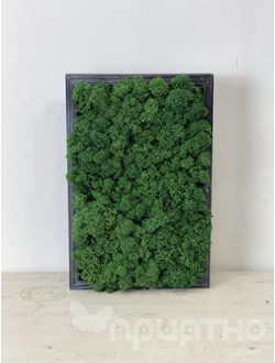 ЖИВАЯ ЭКО-КАРТИНА 1055