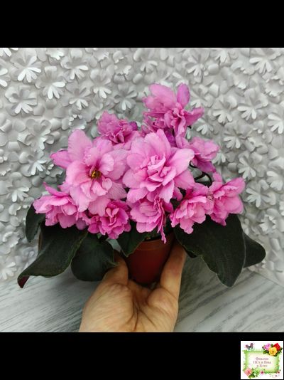 Pink Tulip Gold (японская селекция)