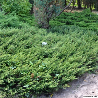 Можжевельник обыкновенный Грин Карпет - Green Carpet