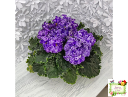 АВ-Озерная Фея (Фиалковод) 2017 г.