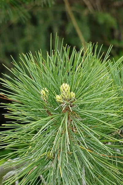 Сосна румелийская