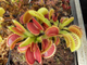 Dionaea muscipula Tiger teeth