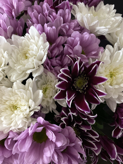 Хризантема кустовая микс 15 шт