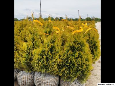 Туя Голден Смарагд - Golden Smaragd