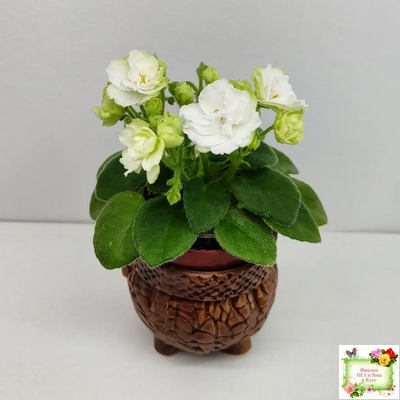 Irish Flirt mini (S.Sorano)