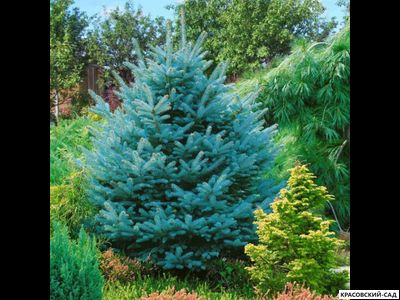 Ель колючая