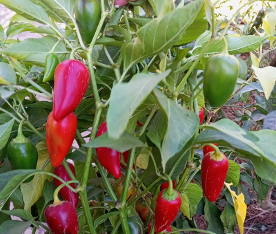 Перец острый Jalapeno Xalapa