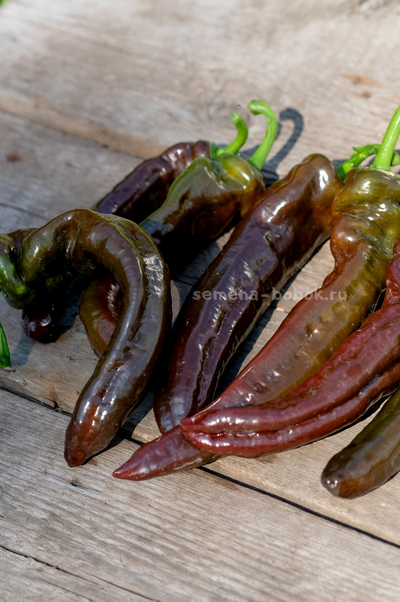 Перец сладкий Ramiro Chocolate (Рамиро Шоколадный), 10 шт