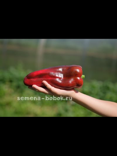 Перец сладкий  Italian Boot ( Итальянский Сапог), 10 шт