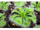 Drosera Burmannii