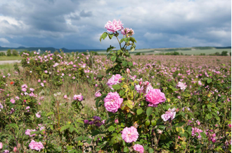 Роза крымская (Rosa gallica) абсолю, Крым (2 г)