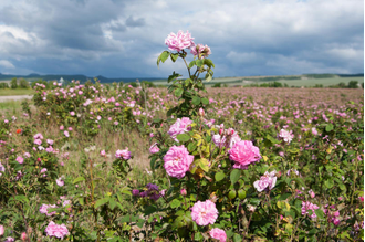 Роза крымская (Rosa gallica) абсолю, Крым (1 г)