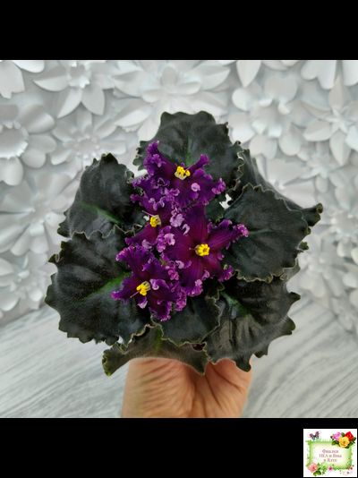 НК-Декамерон (Н.Козак) 2019 г. (лист с деткой посажен 12.07.25)