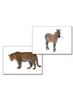 Дидактическое пособие "Дикие животные" (24 карт., А4, ламинир.)