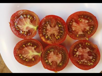 Томат Гном Бандаберг Рамболл (Dwarf Bundaberg Rumball)