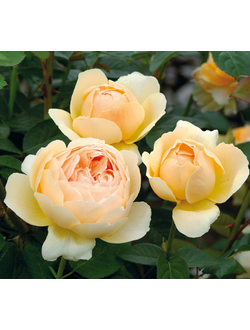 Джуд зе Обскур (Jude the Obscure)