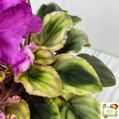 РС-Вещунья (С. Репкина) 2021 г. (клакамас с кроновой пестролистностью)