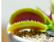 Dionaea muscipula Sawtooth