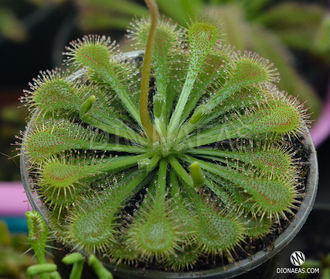 Drosera "Spatulata"