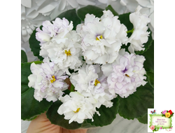 РМ-Прекрасный Жемчуг (Н. Скорнякова) 2022 г.